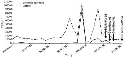 First Viruses Infecting the Marine Diatom Guinardia delicatula